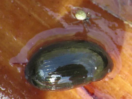 Käfer, Coleoptera