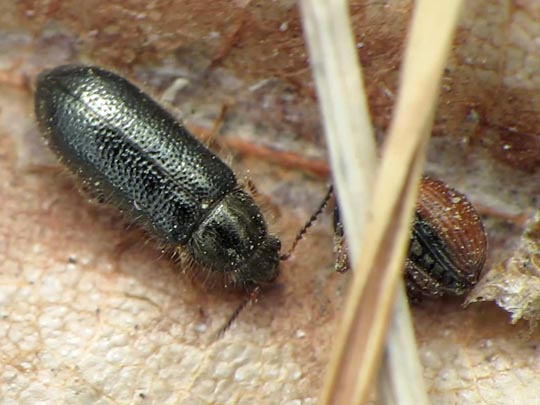 Käfer, Coleoptera