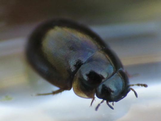 Käfer, Coleoptera
