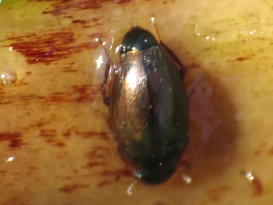 Käfer, Coleoptera