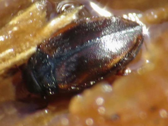 Käfer, Coleoptera