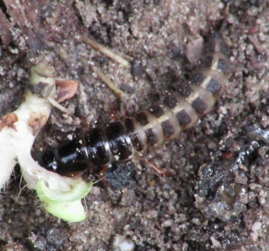Käfer, Coleoptera