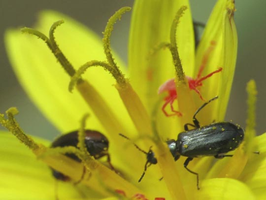 Käfer, Coleoptera