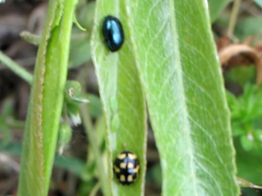 Käfer, Coleoptera