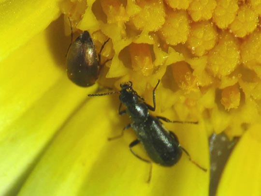 Käfer, Coleoptera