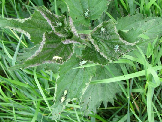 Käfer, Coleoptera