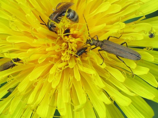 Käfer, Coleoptera