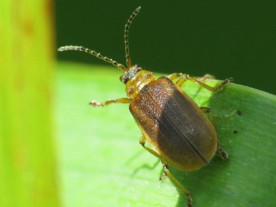 Käfer, Coleoptera