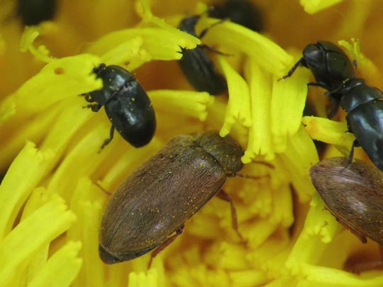 Käfer, Coleoptera