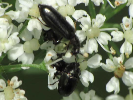 Käfer, Coleoptera