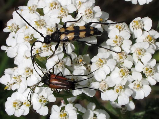 Käfer, Coleoptera