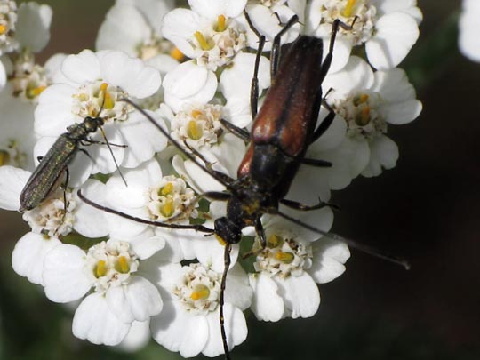 Käfer, Coleoptera