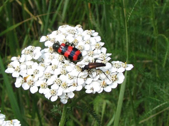 Käfer, Coleoptera