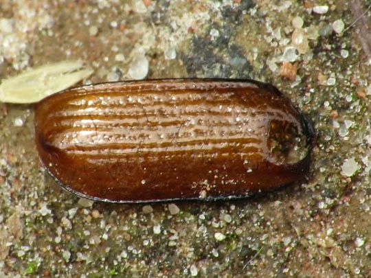 Käfer, Coleoptera