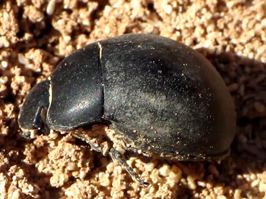 Käfer, Coleoptera