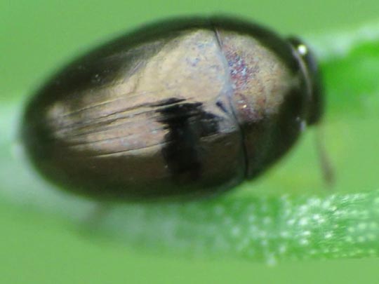 Käfer, Coleoptera