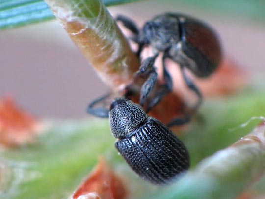 Käfer, Coleoptera