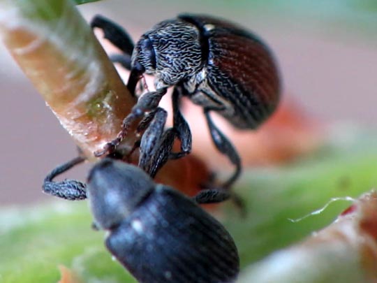 Käfer, Coleoptera
