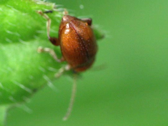 Käfer, Coleoptera