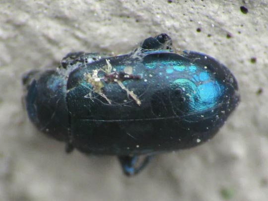 Käfer, Coleoptera