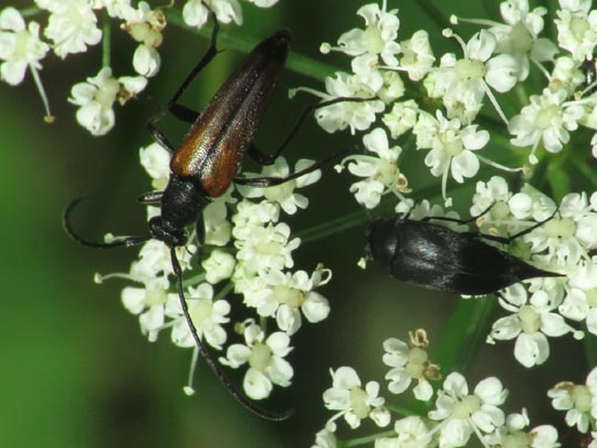 Käfer, Coleoptera