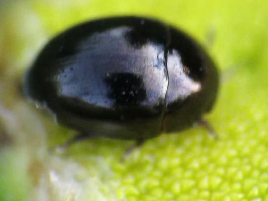 Käfer, Coleoptera