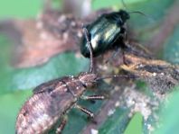 Käfer, Coleoptera