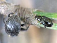 Käfer, Coleoptera