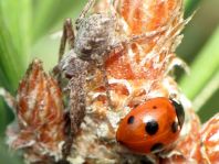 Käfer, Coleoptera