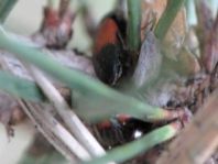 Käfer, Coleoptera