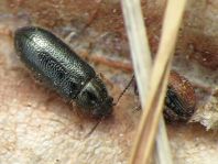 Käfer, Coleoptera