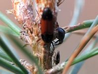 Käfer, Coleoptera