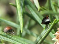 Käfer, Coleoptera