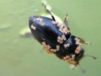 Käfer, Coleoptera