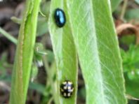 Käfer, Coleoptera