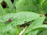 Käfer, Coleoptera