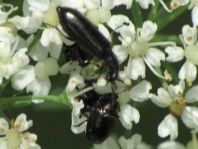 Käfer, Coleoptera