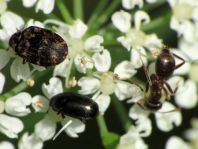 Käfer, Coleoptera
