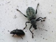 Käfer, Coleoptera
