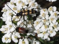 Käfer, Coleoptera