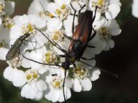 Käfer, Coleoptera