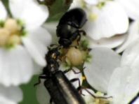 Käfer, Coleoptera