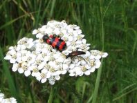Käfer, Coleoptera