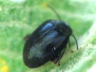 Käfer, Coleoptera