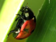 Käfer, Coleoptera