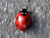 Käfer, Coleoptera
