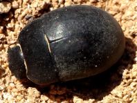 Käfer, Coleoptera