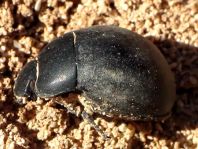 Käfer, Coleoptera