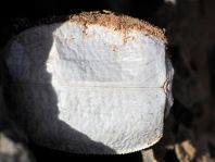 Käfer, Coleoptera