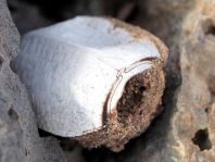 Käfer, Coleoptera